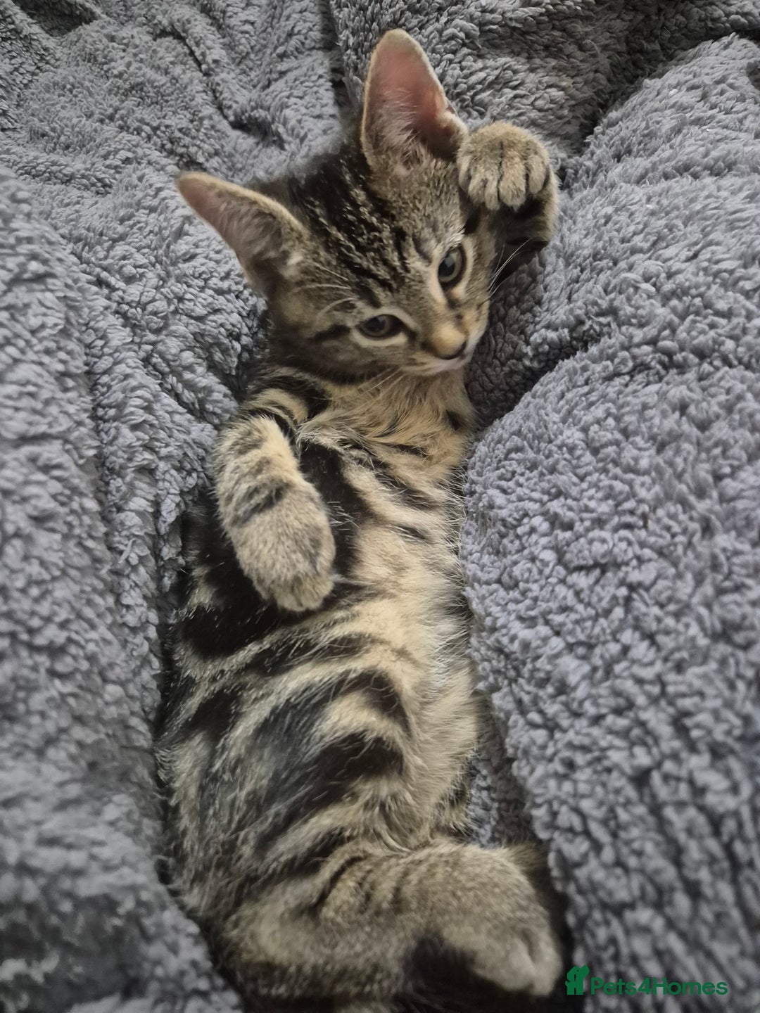 Mixed Breed cats for sale: 5 lovely affectionate kitten looking for home - Advert 6