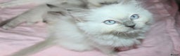 Ragdoll cats for sale: GCCF registered Ragdolls  - Advert 3