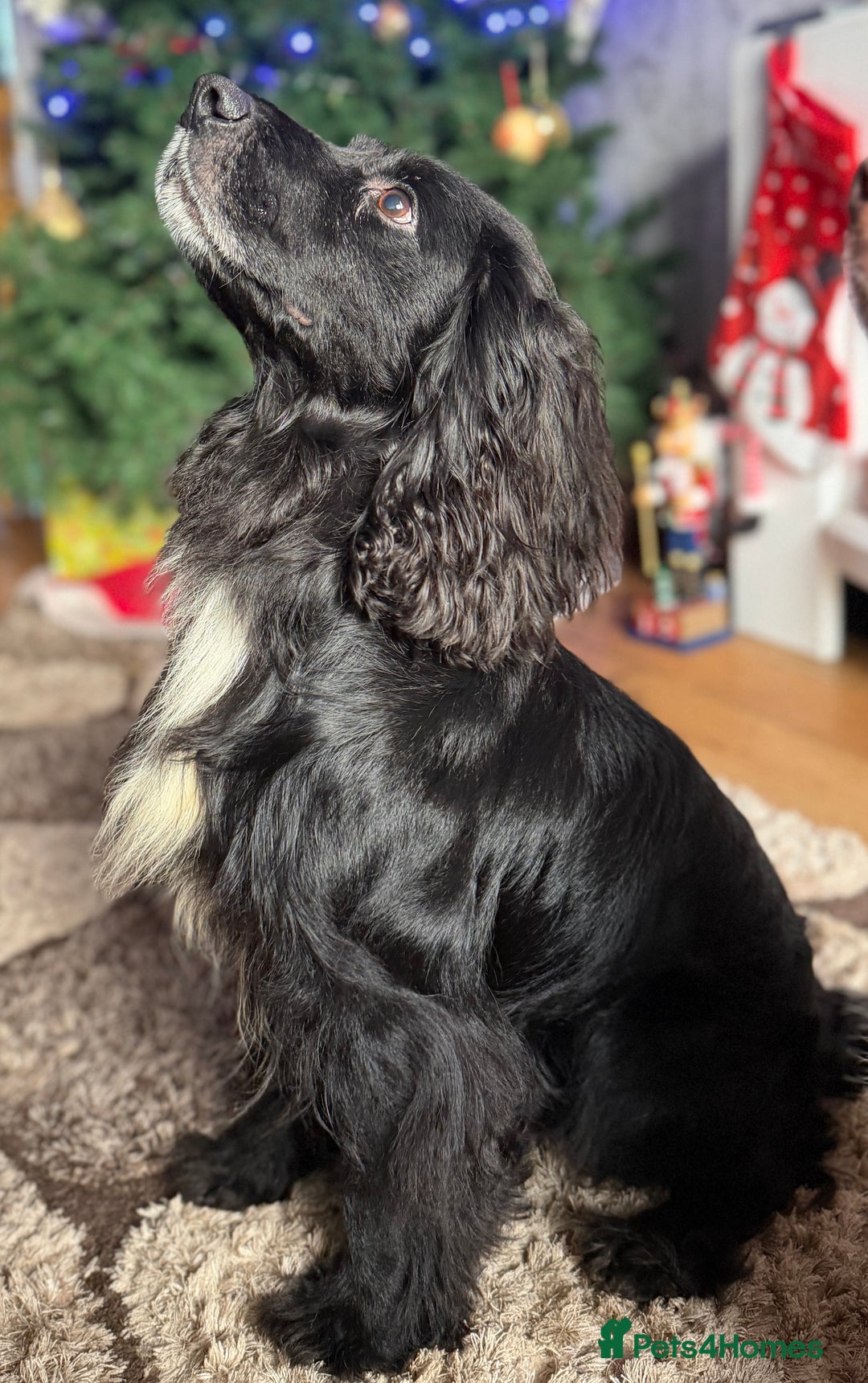 Cocker Spaniel dogs for sale: Cocker Spaniel Merle Puppies  - Advert 3