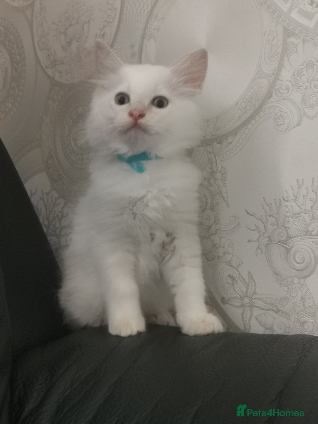 Ragdoll cats for sale: Pure breed health tested ragdoll kittens  - Image 14