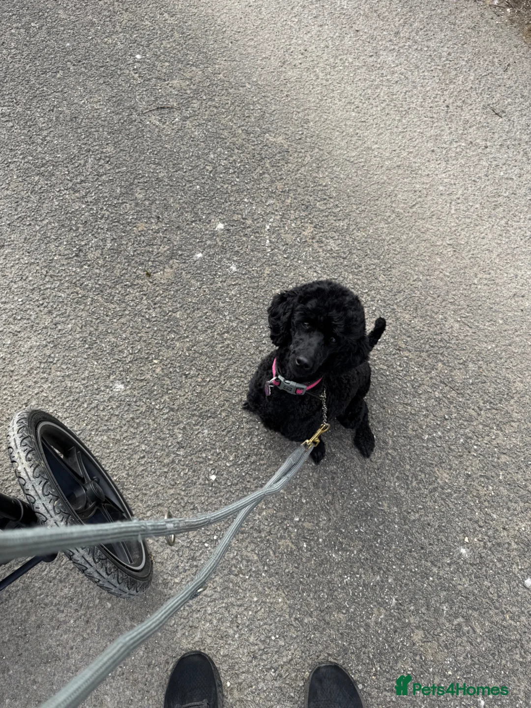Miniature Poodle dogs for sale: Female poodle - Advert 2