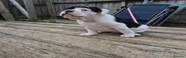 Dorset Olde Tyme Bulldogge Puppy 3
