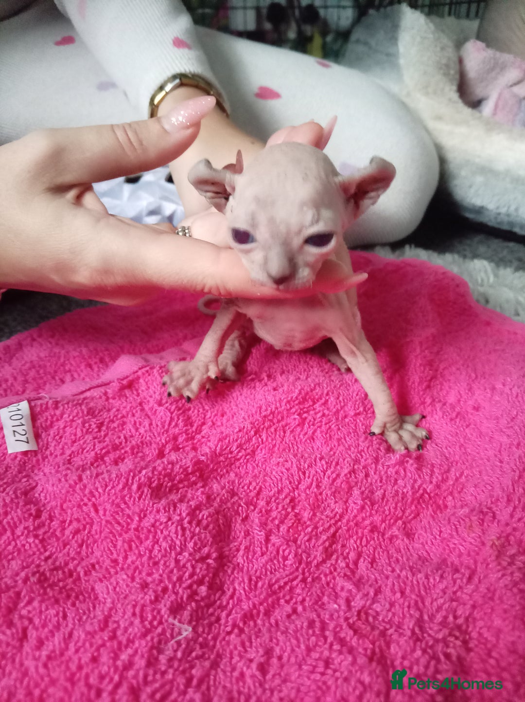 Sphynx cats for sale: Elf ear baby sphnx  - Image 7