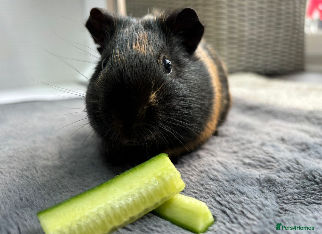 Guinea Pig rodents for sale: 2 Male Guinea Pigs - Advert 4