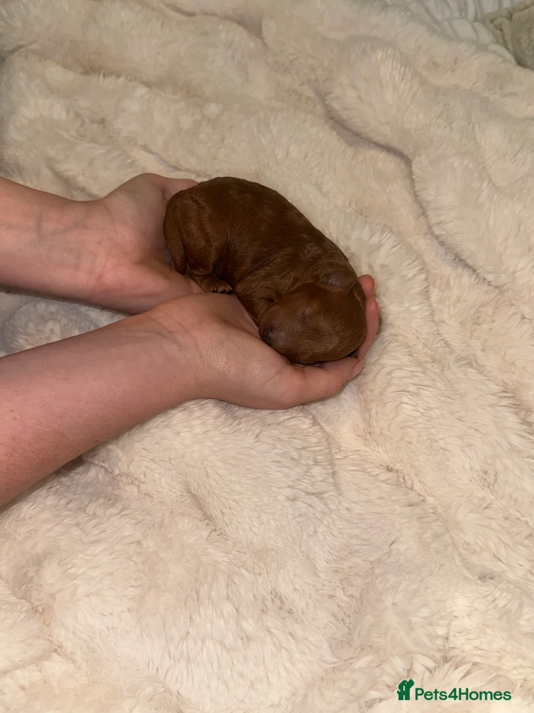Toy Poodle dogs for sale: Health tested Toy poodle puppies! 😍🔥🤩!!! in Liverpool - Advert 16