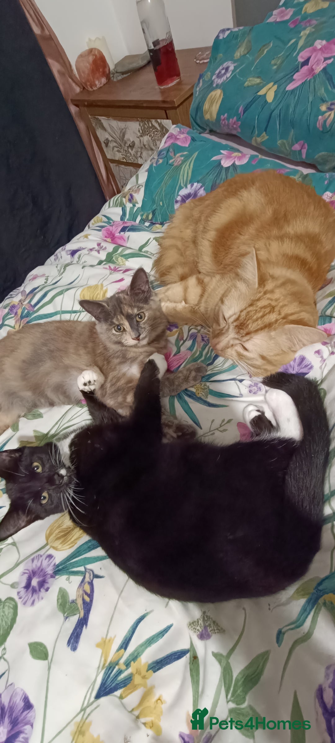 Mixed Breed cats for sale: Tux male kitten  - Image 3