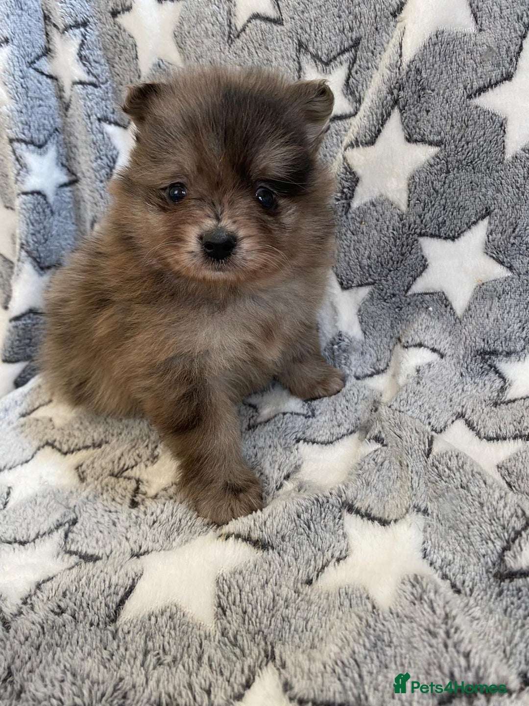 Pomeranian dogs for sale: Pomeranian puppies - Image 17