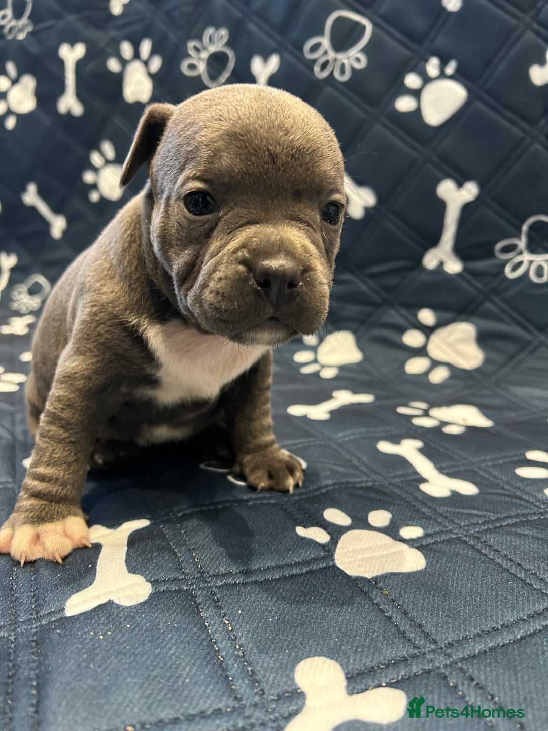 Staffordshire Bull Terrier dogs for sale: Blue kc Staffordshire bull terrier  - Advert 5