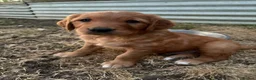 Golden Retriever dogs for sale: Beautiful dark golden retriever puppies - Advert 8