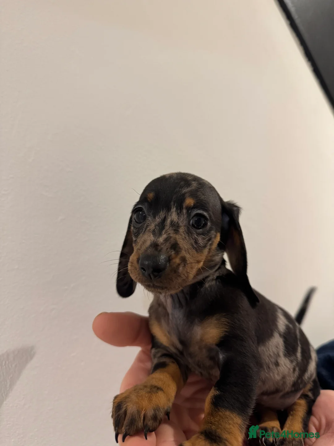Miniature Dachshund dogs for sale: READY NOW KC Miniature Dachshunds  - Advert 12