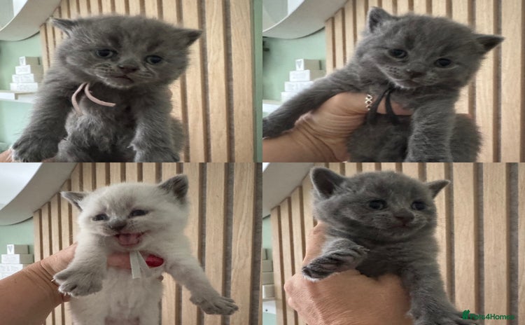 British Shorthair cats - Advert 5