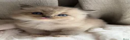 Ragdoll cats for sale: Mink/Sepia TICA Cherubim’s  - Advert 6