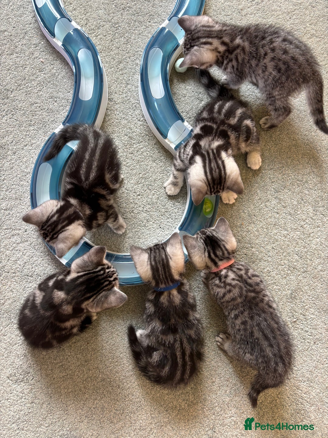 British Shorthair cats for sale: ❤️💙 GORGEOUS SILVER TABBY BSH CHAMPION LINES 💙❤️ - Image 4