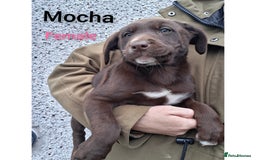 Borador dogs for sale: Chunky Chocolate Puppies  - Image 11