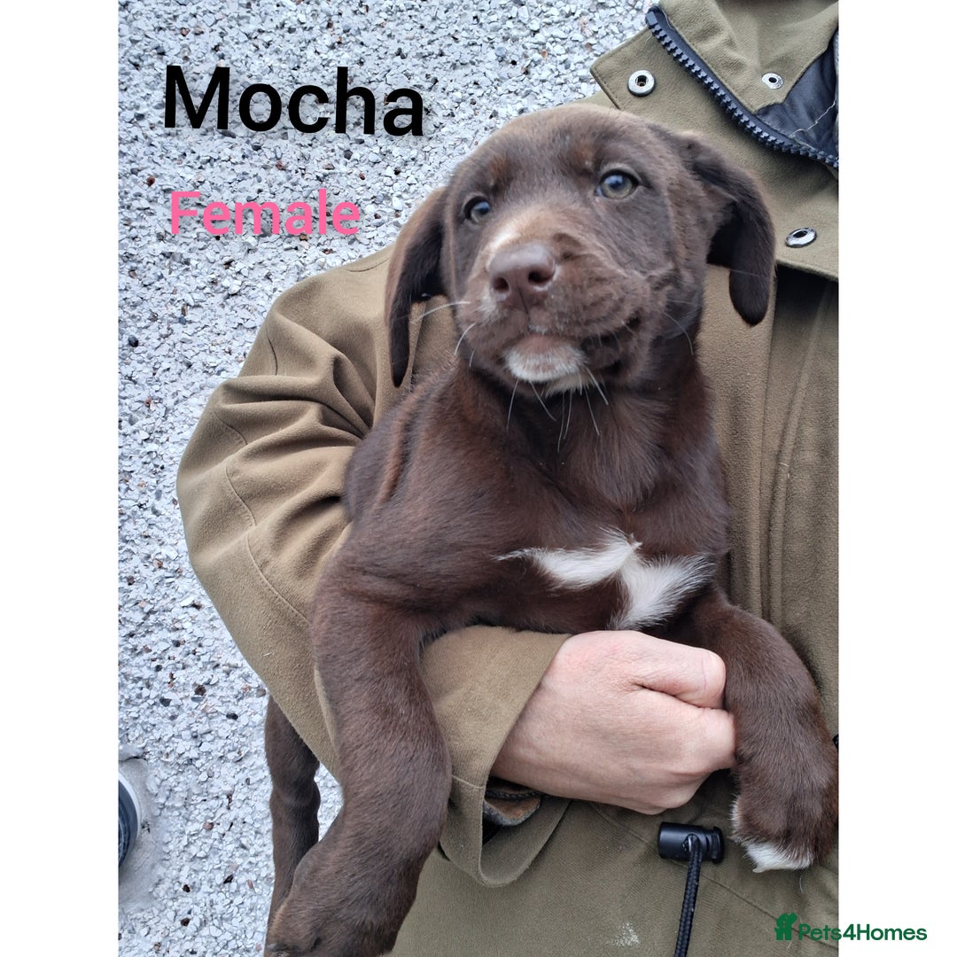 Borador dogs for sale: Chunky Chocolate Puppies  - Image 11
