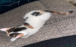 Mixed Breed cats for sale: Adorable Half-Manx Kittens 🐾 - Image 8