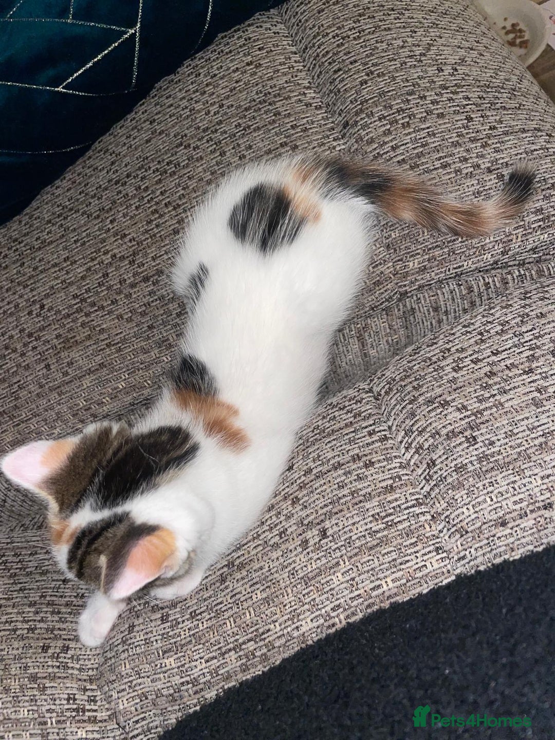 Mixed Breed cats for sale: Adorable Half-Manx Kittens 🐾 - Image 8