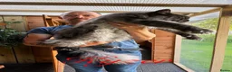 Maine Coon cats for sale: 9 STUNNING BLACK SMOKE MAINE COON CUBS  - Advert 23