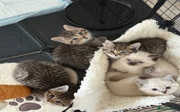 Mixed Breed cats for sale: Half Ragdoll, Half British Shorthairs  - Image 1