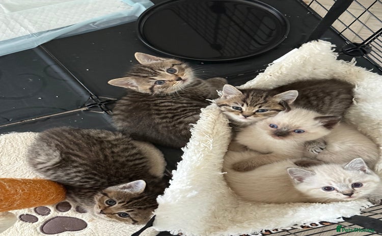 Mixed Breed cats - Advert 1