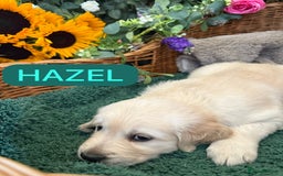 Golden Retriever dogs for sale: Stunning Golden Retriever puppies 🐾 - Image 7