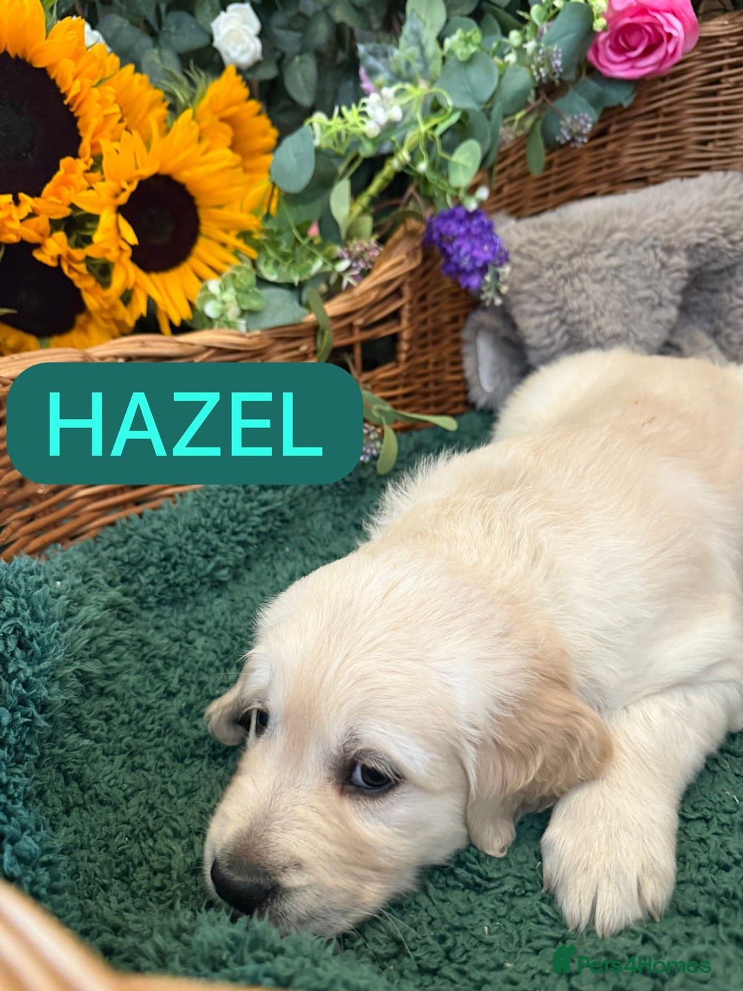 Golden Retriever dogs for sale: Stunning Golden Retriever puppies 🐾 - Image 7
