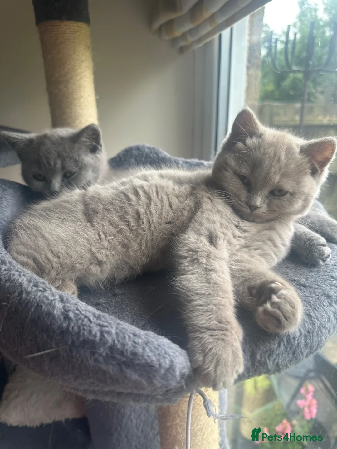 Scottish Fold cats for sale: Scottish fold - Advert 2