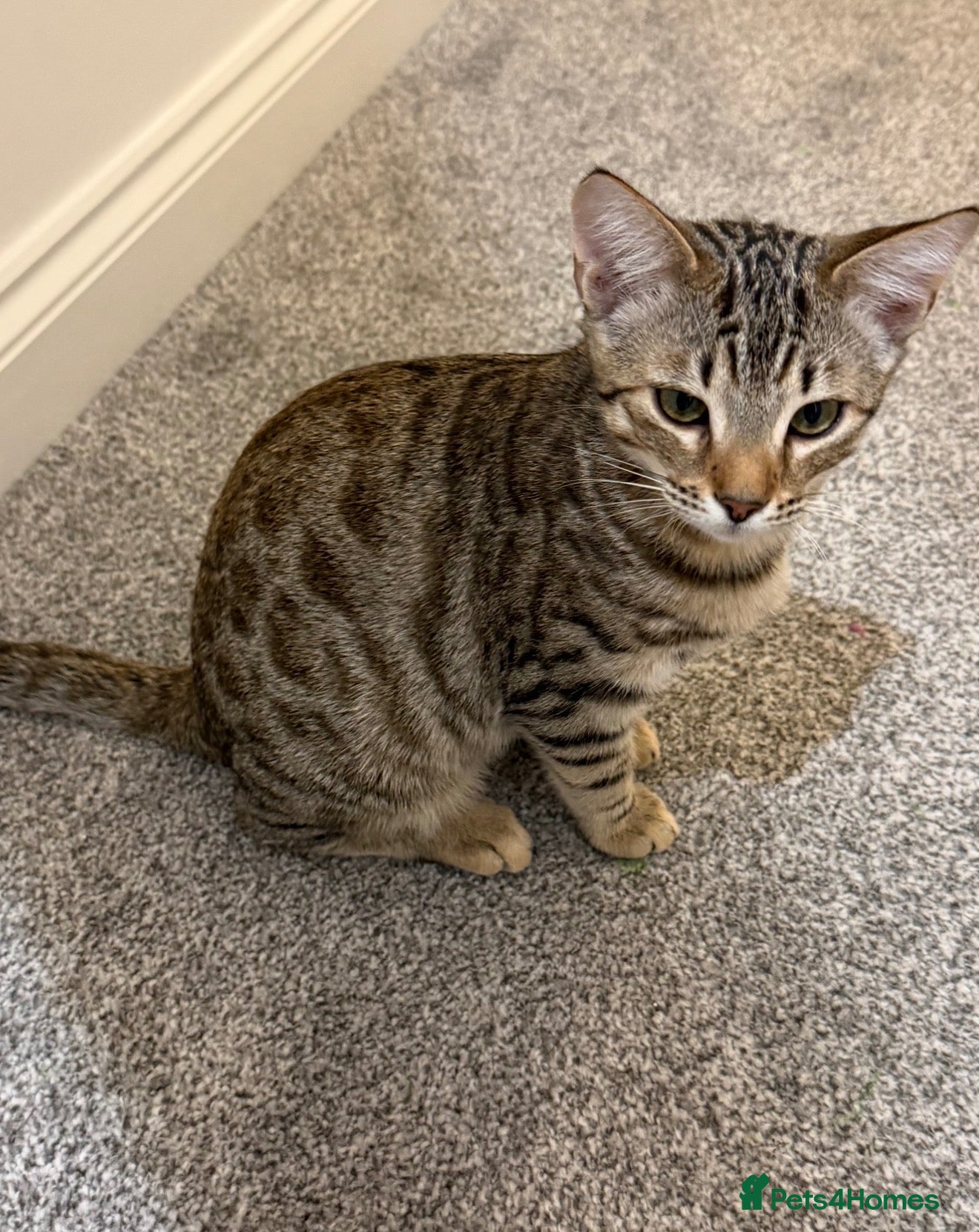 Bengal cats for sale: BEAUTIFUL BENGAL BOYS LOOKING FOR FOREVER HOME ❤️ - Advert 22
