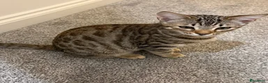 Bengal 1