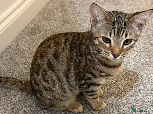 Bengal cats for sale: BEAUTIFUL BENGAL BOYS LOOKING FOR FOREVER HOME ❤️ - Advert 22