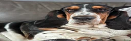Basset Hound dogs for sale: Need a loving home for our girl basset hound❤️ - Advert 6