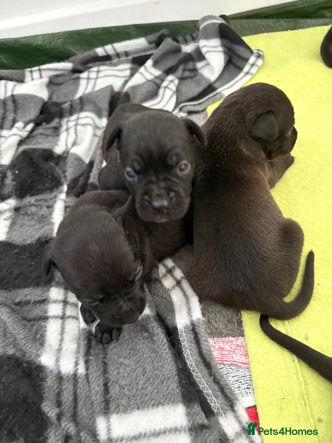 Staffordshire Bull Terrier dogs for sale: Staffy Pups  - Advert 13