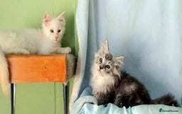 Maine Coon cats for sale: Pure Maine Coon Kittens Looking For A New Home  - Image 9
