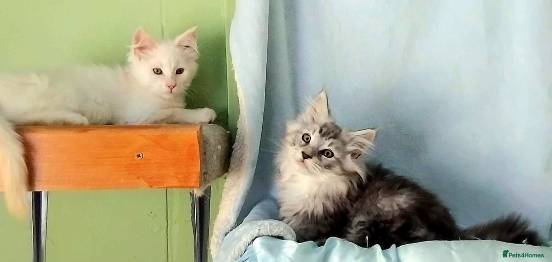 Maine Coon cats for sale: Pure Maine Coon Kittens Looking For A New Home  - Image 9