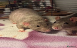 Rat rodents for sale: Free to a good home! - Image 5