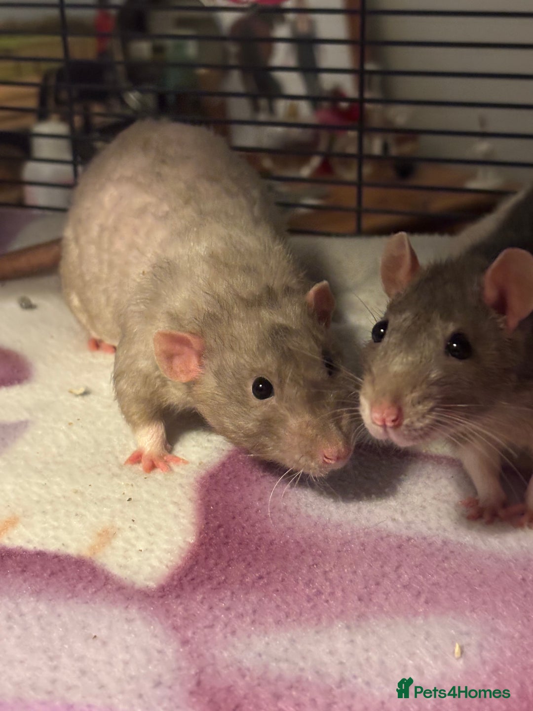 Rat rodents for sale: Free to a good home! - Image 5
