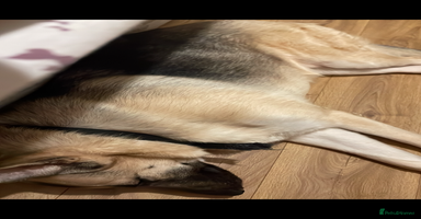 German Shepherd dogs - Advert 9