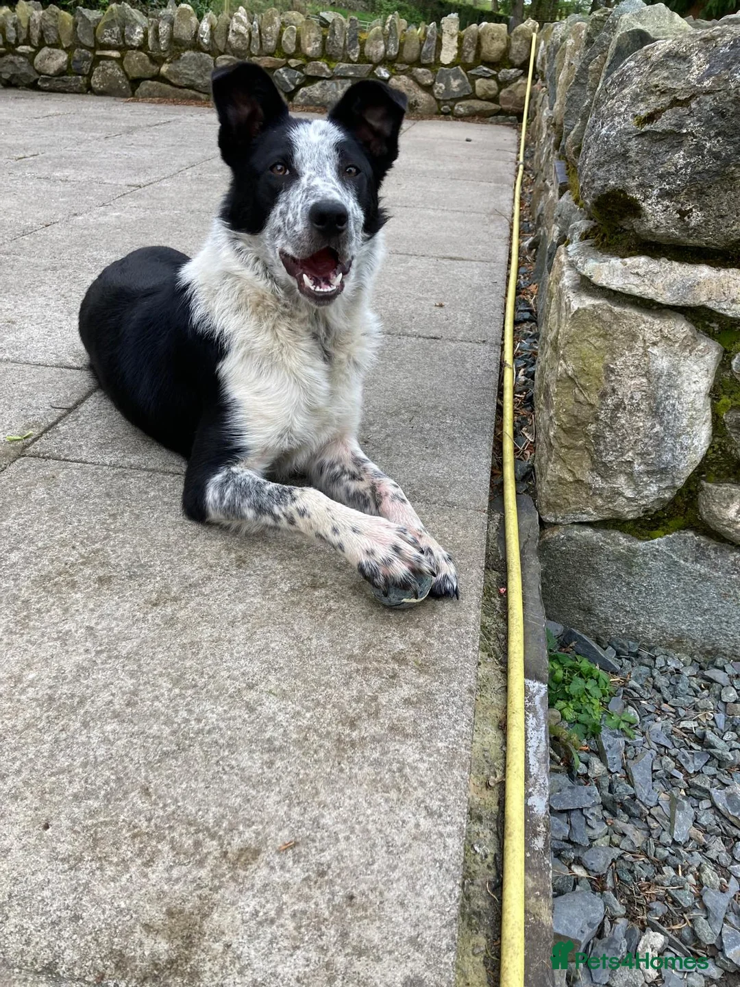 Border Collie dogs for sale: Bob the border collie - Advert 3