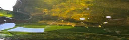 Koi Carp fish for sale: Pond closing down  in Durham - Advert 3