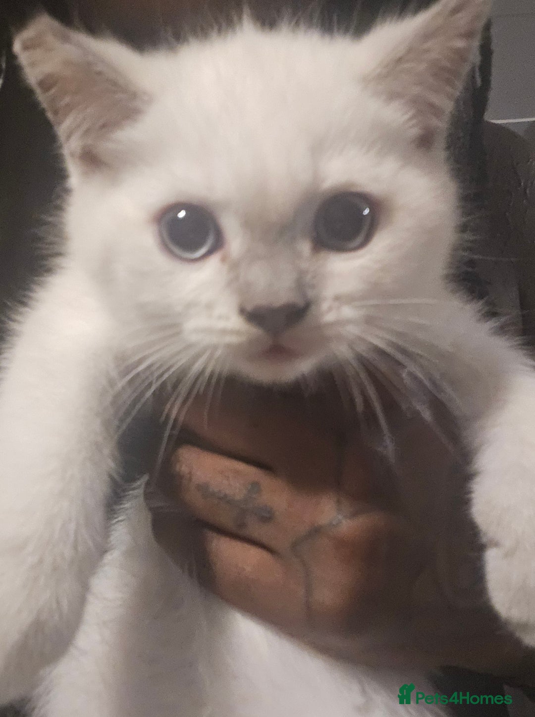 British Shorthair cats for sale: THREE MALE BRITISH SHORTHAIR KITTENS FOR SALE - Image 2