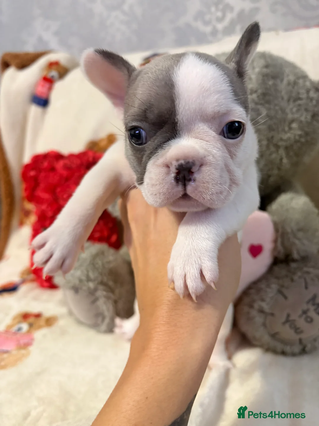 French Bulldog dogs for sale: 🏆 FRENCH BULLDOG 🏆 - Advert 20