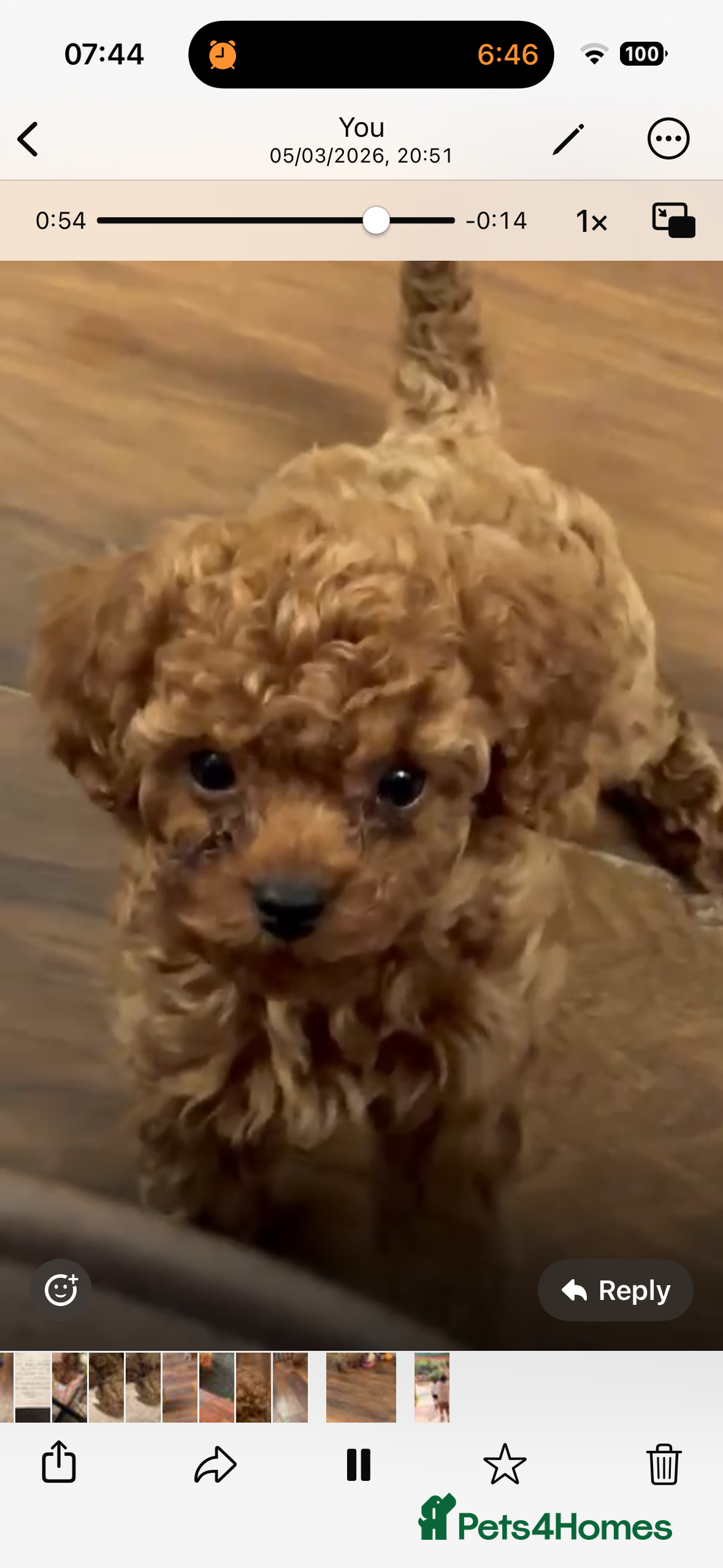 Cavapoo dogs F1 b beautiful Cavapoos  - Advert 8