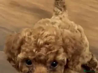 Cavapoo dogs F1 b beautiful Cavapoos - Advert 11