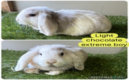 Mini Lop rabbits for sale: Beautiful, friendly mini lops  - Image 13