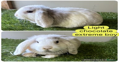 Mini Lop rabbits - Advert 6