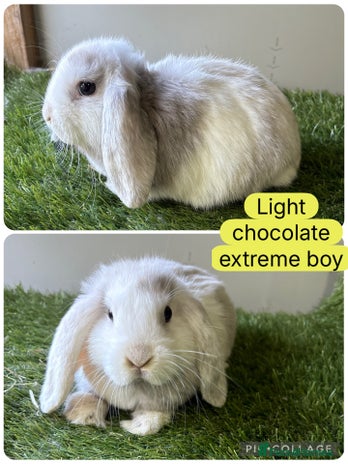 Mini Lop rabbits - Advert 2