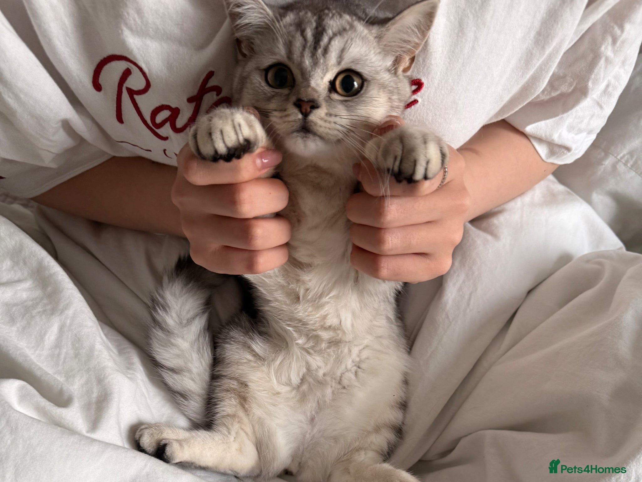British Shorthair cats Beautiful silver shaded british shorthair girl - Advert 18