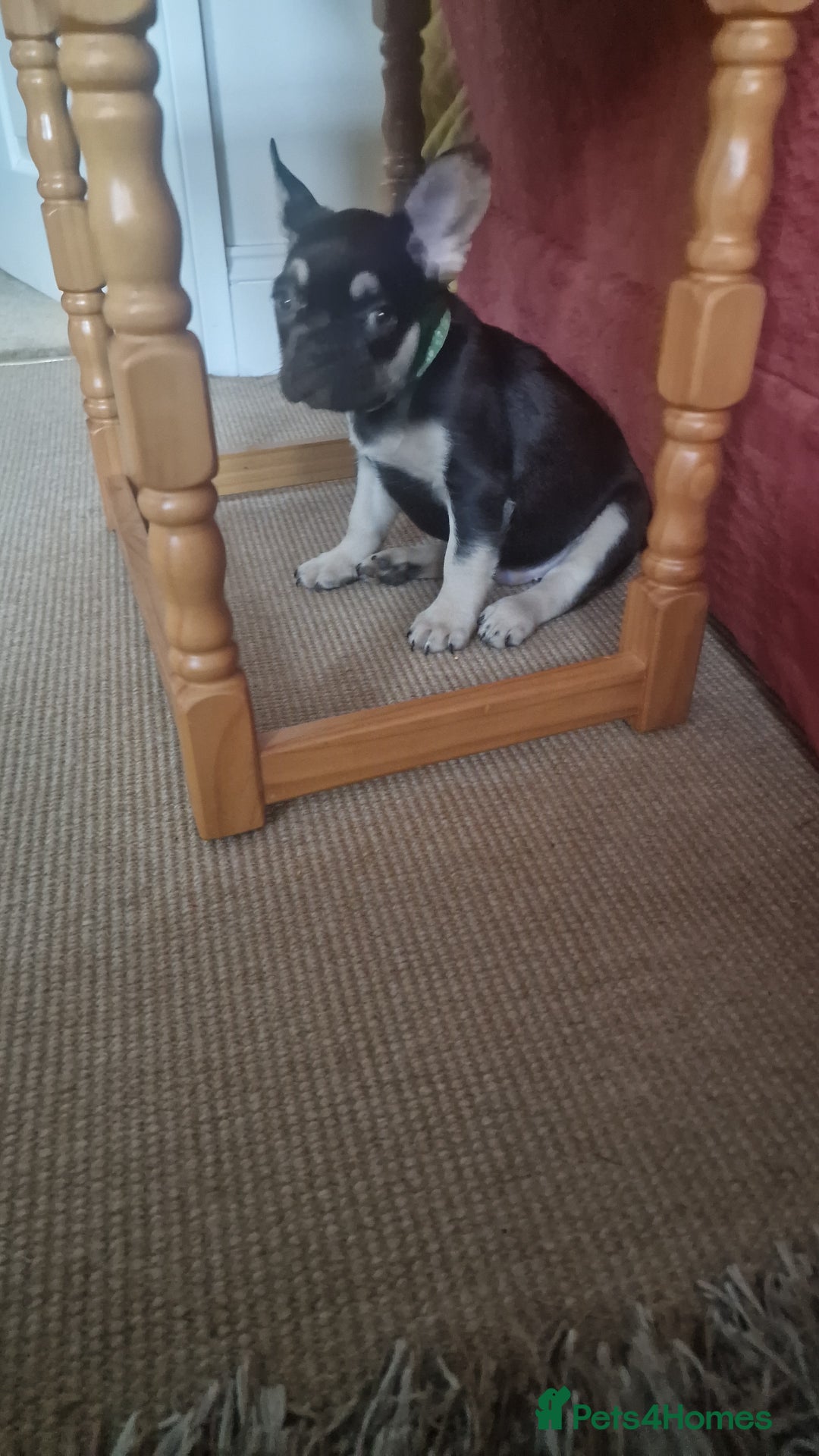 French Bulldog dogs for sale: *LAST2* Fluffy french bulldog puppies - Image 9