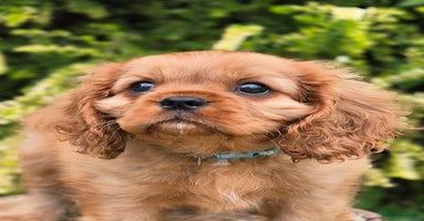 Cavalier King Charles Spaniel dogs - Advert 13