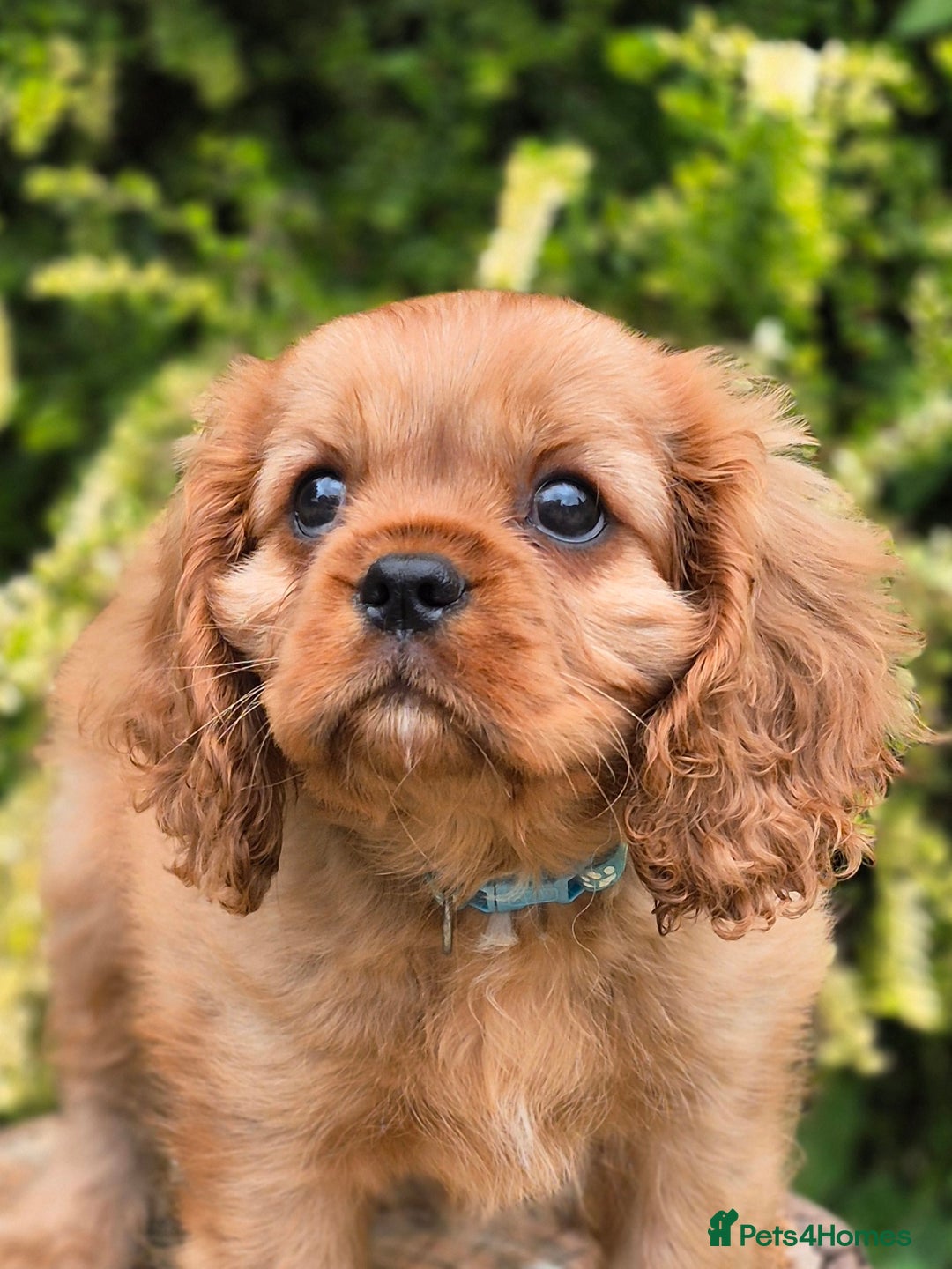 Cavalier King Charles Spaniel dogs for sale: 1 boy left ready to go now 💚 - Image 4